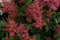 False spirea